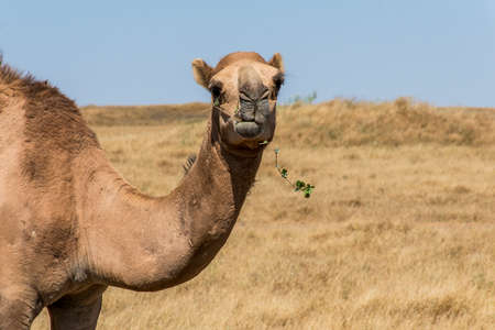 wildlife Camel looking inside Camera in Oman salalah landscape Arabic 3の写真素材