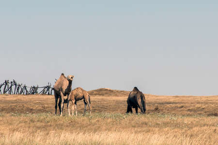 wildlife Camel eating landscape in Oman salalah Arabic 4の写真素材
