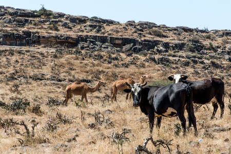 wildlife Camel and catle looking inside Camera in Oman salalah landscape Arabic 2の写真素材