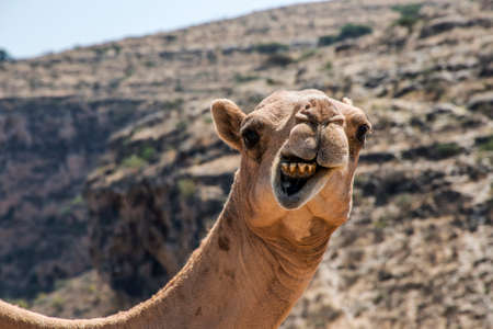 wildlife Camel looking funny inside Camera in Oman salalah landscape Arabic 2