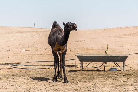 wildlife Camel funny sweet looking smiling inside Camera Oman salalah Arabic 6の写真素材