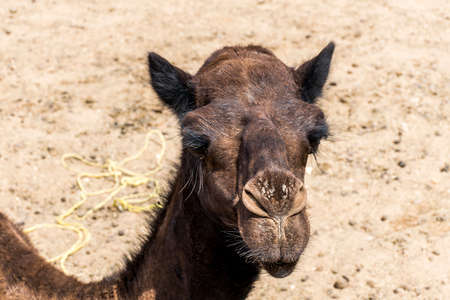 wildlife Camel funny sweet looking smiling inside Camera Oman salalah Arabic 7の写真素材