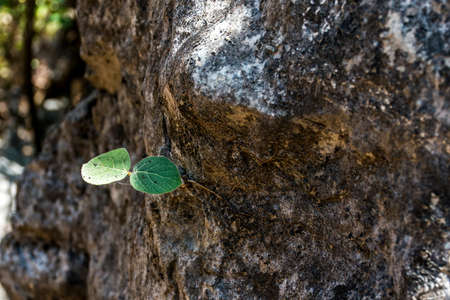 Seedling plant growing on stone life in oman Dofar mountains region salalahの写真素材