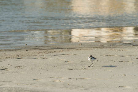 Bird beach Sanderling searching for crab in Oman Calidris alba 2