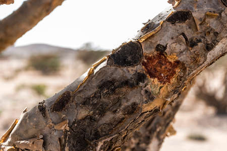 Frankincense tree plants plantage agriculture growing in a desert near Salalah, Oman 3の写真素材