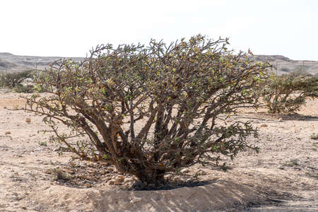 Frankincense tree plants plantage agriculture growing in a desert near Salalah, Oman 4の写真素材