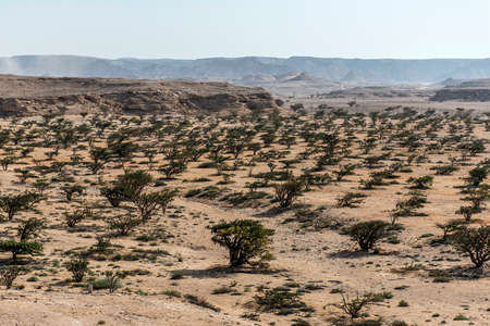 Frankincense tree plants plantage agriculture growing in a desert near Salalah, Oman 6の写真素材