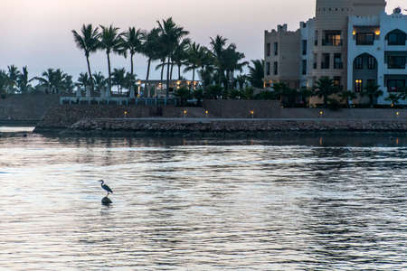 Grey Heron Bird in Sultanate Oman at Souly Bay harbour and Hotels Oceanside 2