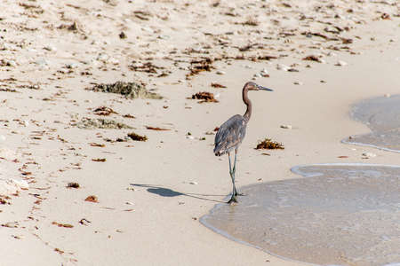 Mexican heron bird beach del carmen Yucatan 11の写真素材