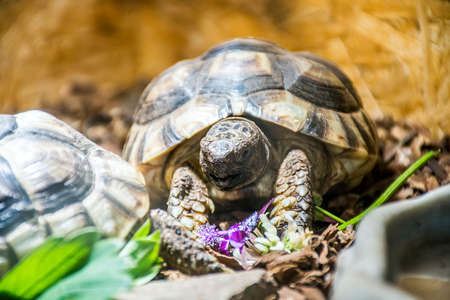 Turtle Testudo Marginata european landturtle eat 5の写真素材