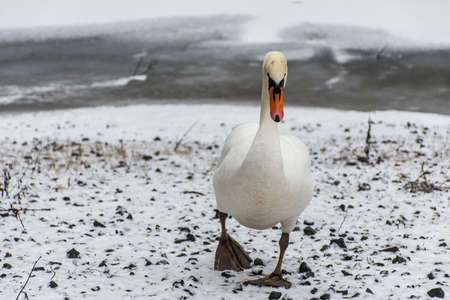 Winter Land Snow white swan Bird walk ice lake 2の写真素材