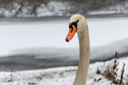 Winter Land Snow white swan Bird walk ice lake 4の写真素材