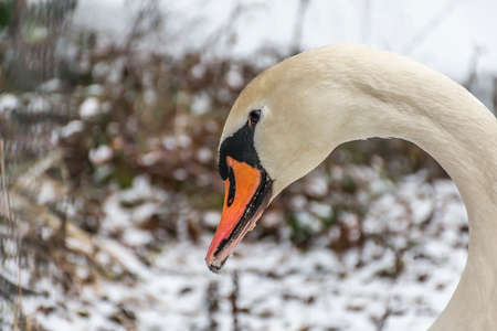 Winter Land Snow white swan Bird walk ice lake 6の写真素材