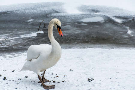 Winter Land Snow white swan Bird walk ice lake 7の写真素材