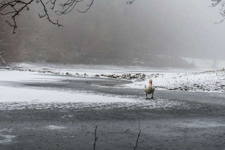 Winter Land Snow white swan Bird walk ice lake 12の写真素材