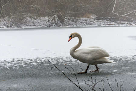 Winter Land Snow white swan Bird walk ice lake 18の写真素材