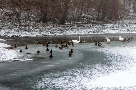 Ducks swans birds winter frozen lake iceの写真素材