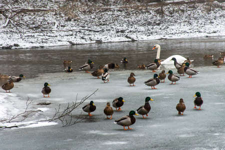 Ducks swans birds winter frozen lake iceの写真素材