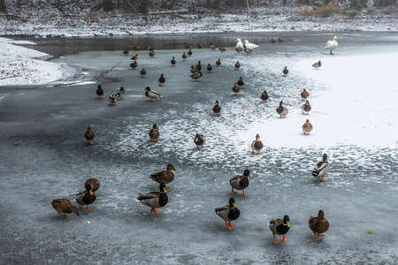 Ducks swans birds winter frozen lake ice