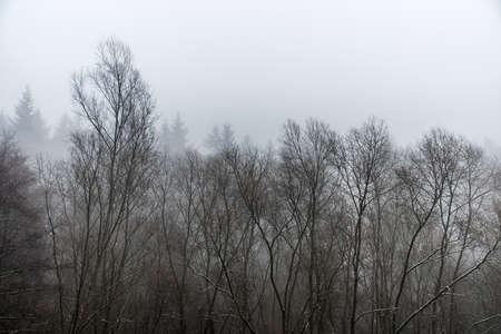 Frozen winter trees in forest the fog foggy dayの写真素材
