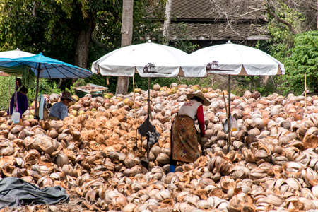Koh Phangan Thailand 29.09.2015 local workers peeling coconuts farm Island Koh Phangan piles nuts...