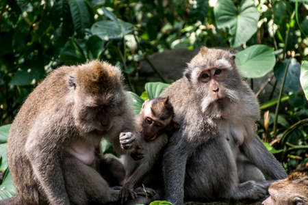 Bali Indonesia Ubud Monkey Forest Familyの写真素材