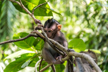Bali Indonesia Ubud Monkey Forest Baby climbingの写真素材