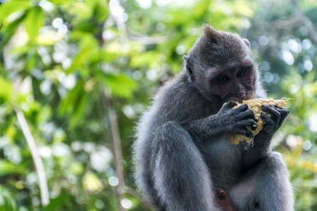Bali Indonesia Ubud Monkey Forest Eating apeの写真素材