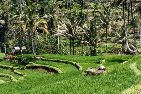 Bali Tegalalang Rice Terrace green field Ubud near historic Temple Kawi Gunungの写真素材