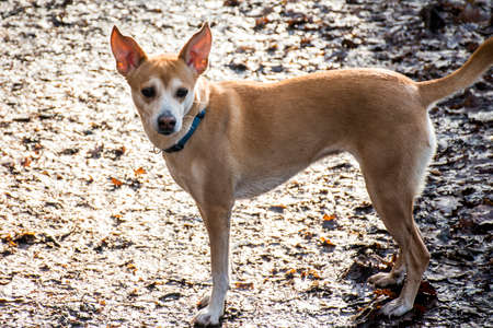 Small hairy dog Portuguese Podengo wearing a blue collarの写真素材