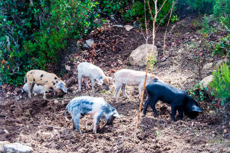 herd young piglet on hay and straw at sardegna italy sardiniaの写真素材