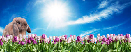 Bunny pink and white Tulip on grassland blue sunny sky greeting Happy Eastern textspaceの写真素材