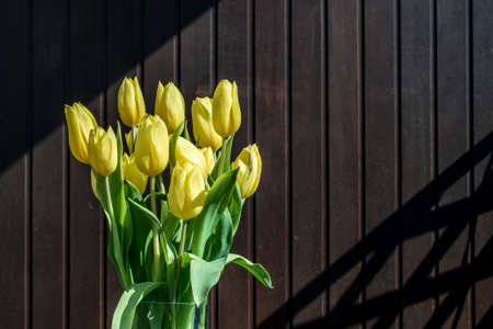 beautiful yellow tulips bucket spring decoration flowers tulip brown backgroundの写真素材