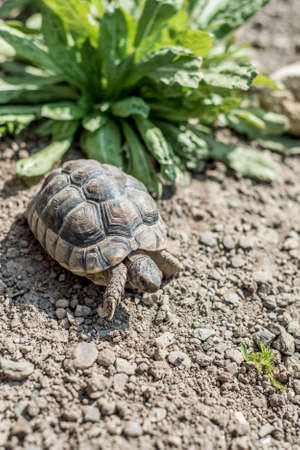 Turtle Testudo Marginata european landturtle wildlife free eating