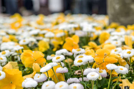 background with beautiful pattern of yellow and white flowers field of flower blurry close up