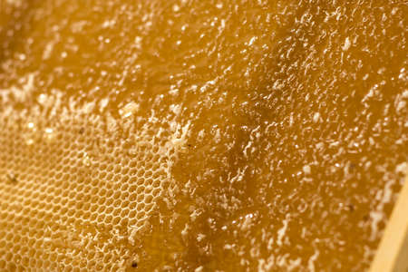 Honeycomb will open unwaxing fork beekeeper uncapped for harvest golden delicious honey closeupの写真素材