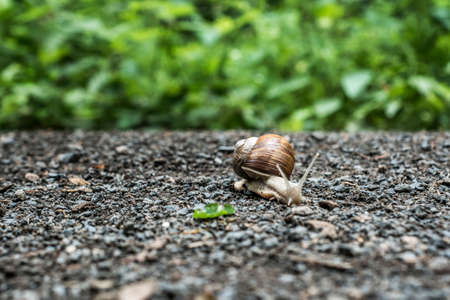 Burgundy snail Helix on the forest surface in natural environment macro close-up images of nature focus depthの写真素材
