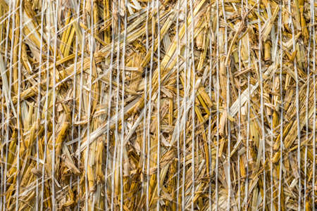 pattern closeup Natural texture of straw bale of cereals wheat grain surface rolledの写真素材