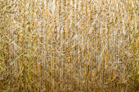 pattern closeup Natural texture of straw bale of cereals wheat grain surface rolledの写真素材