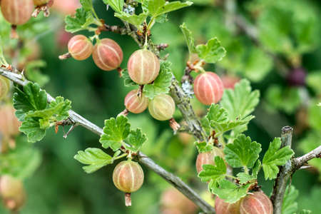 Fresh gooseberries on branch of gooseberry bush in the fruit garden organic growingの写真素材