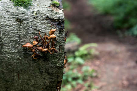 Bracket fungus growing from the stump of a dead beech tree. Forest germany bokeh background
