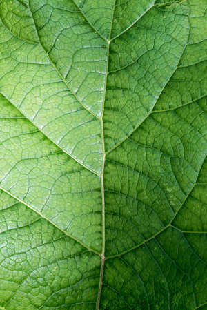 Texture of green leaf as abstract background macro plant pattern