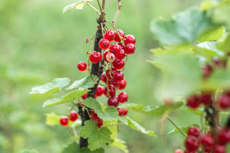 plant Ripe red currant berries fruit bio organic backyard healthy outdoor produce germany macro...