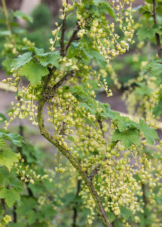 Currant Plant unripe raw red white currants fruit bio organic backyard healthy outdoor produce germany macro close upの写真素材