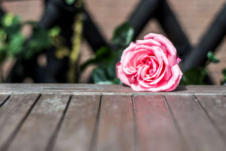 Romantic floral frame background Valentines day background Pink roses on wooden background in the gardenの写真素材