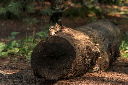 cute little Chipmunk sitting on treestump fallen tree in the fall in algonquin national park ontario Canadaの写真素材