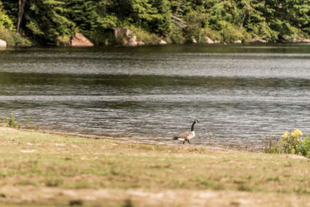 Ducks swimming on lake of two rivers in algonquin national park ontario canada wildlife backgroundの写真素材