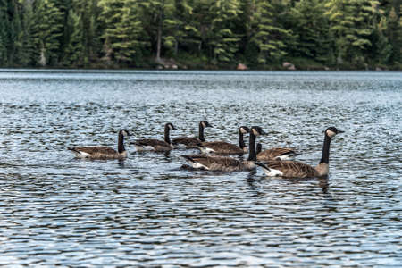 Ducks swimming on lake of two rivers in algonquin national park ontario canada wildlife backgroundの写真素材