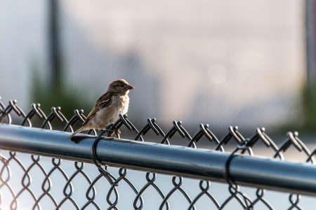Tiny little bird standing on fence in Boston Massachusetts at the harbor walkの写真素材
