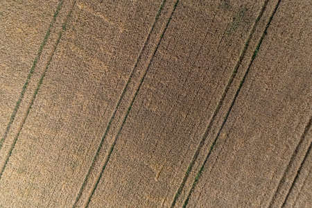 Aerial view of wheat field and tracks from tractor. Beautiful agricultural texture or background of...